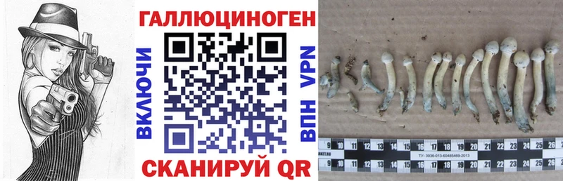 купить закладку  Приозерск  Псилоцибиновые грибы GOLDEN TEACHER 